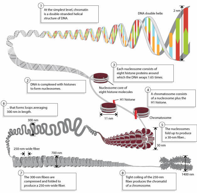 the structure of chromatin.