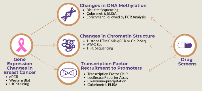 Epigenetics And Breast Cancer