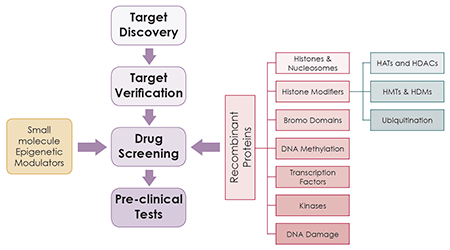 Targeting Epigenetic Enzymes For Drug Discovery & Development