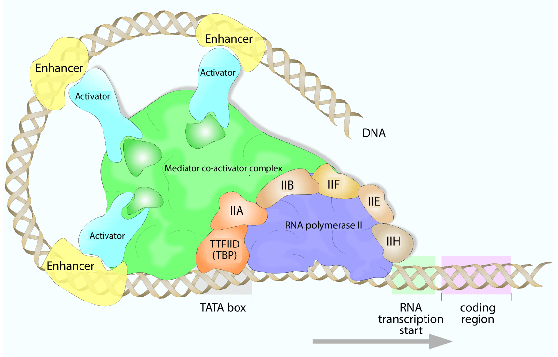 Eukaryotic Transcription 50 Years Later – What Have We Learned?